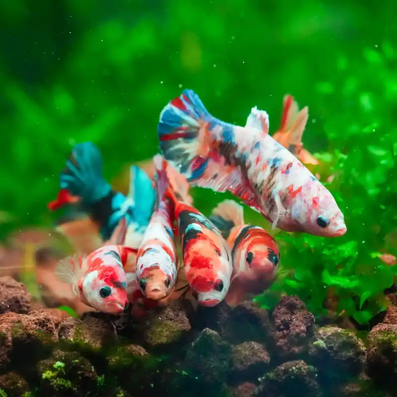 Pink Valentine Koi Female Betta (Betta splendens) - Squeaky's Aquatics