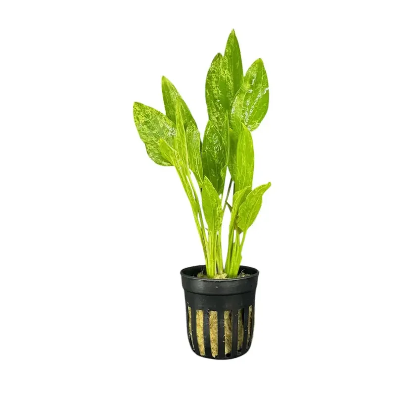 Marble Queen Radican Sword (Echinodorus cordifolius) - Squeaky's Aquatics