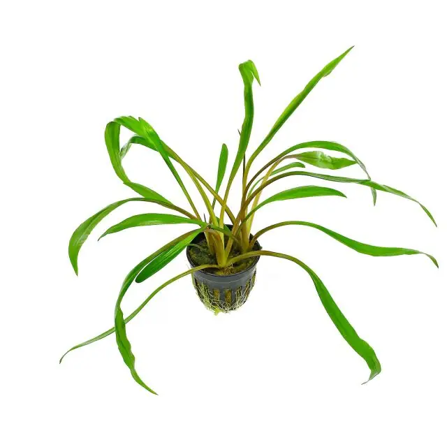 Cryptocoryne Spiralis (Cryptocoryne spiralis) - Squeaky's Aquatics