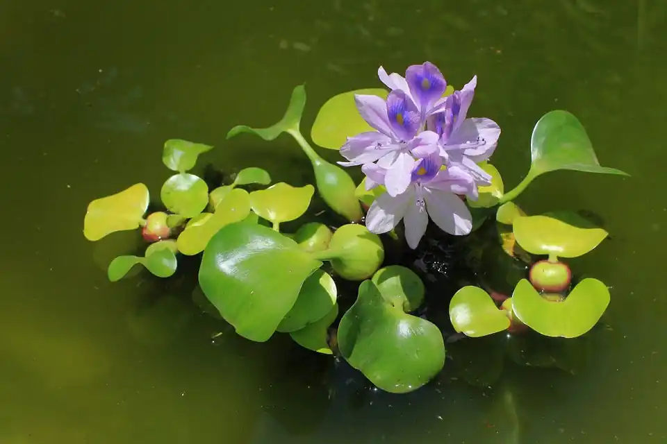 Water Hyacinth (Pontederia crassipes) - Squeaky's Aquatics