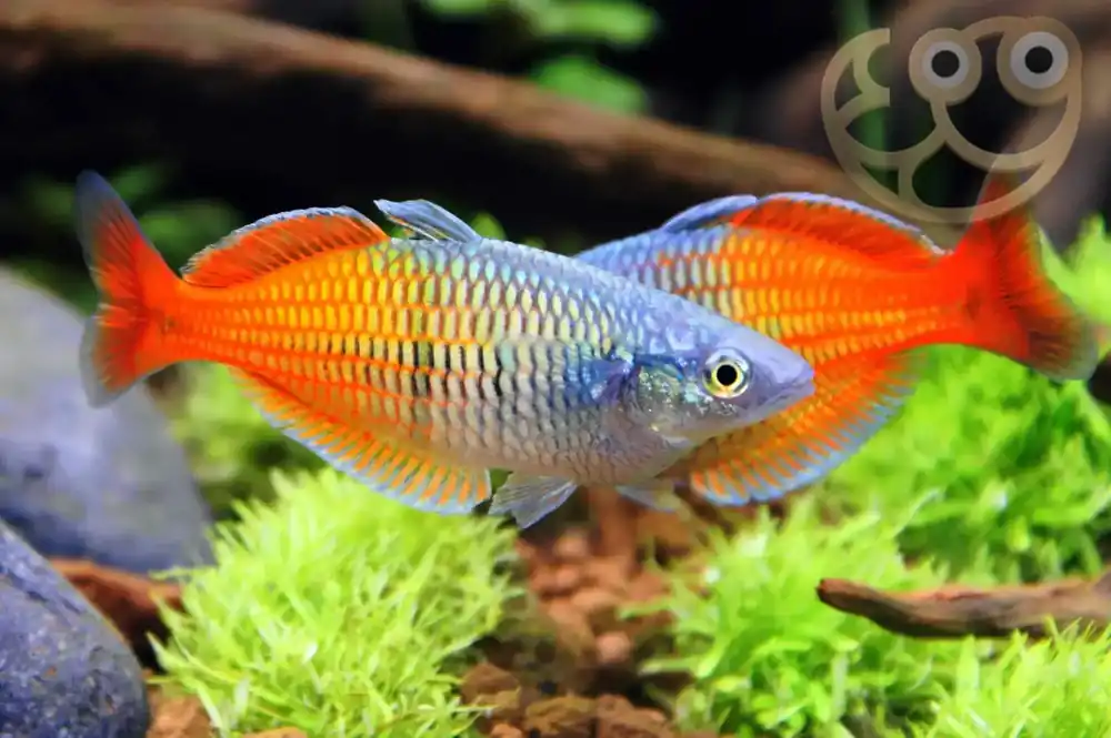 Boesemani Rainbowfish - Squeaky's Aquatics