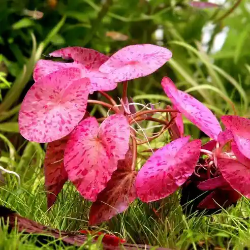 Red Tiger Lotus (Nymphaea zenkeri) - Squeaky's Aquatics