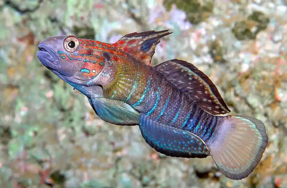 Dragon Sleeper Goby (Amblygobius phalaena) - Squeaky's Aquatics