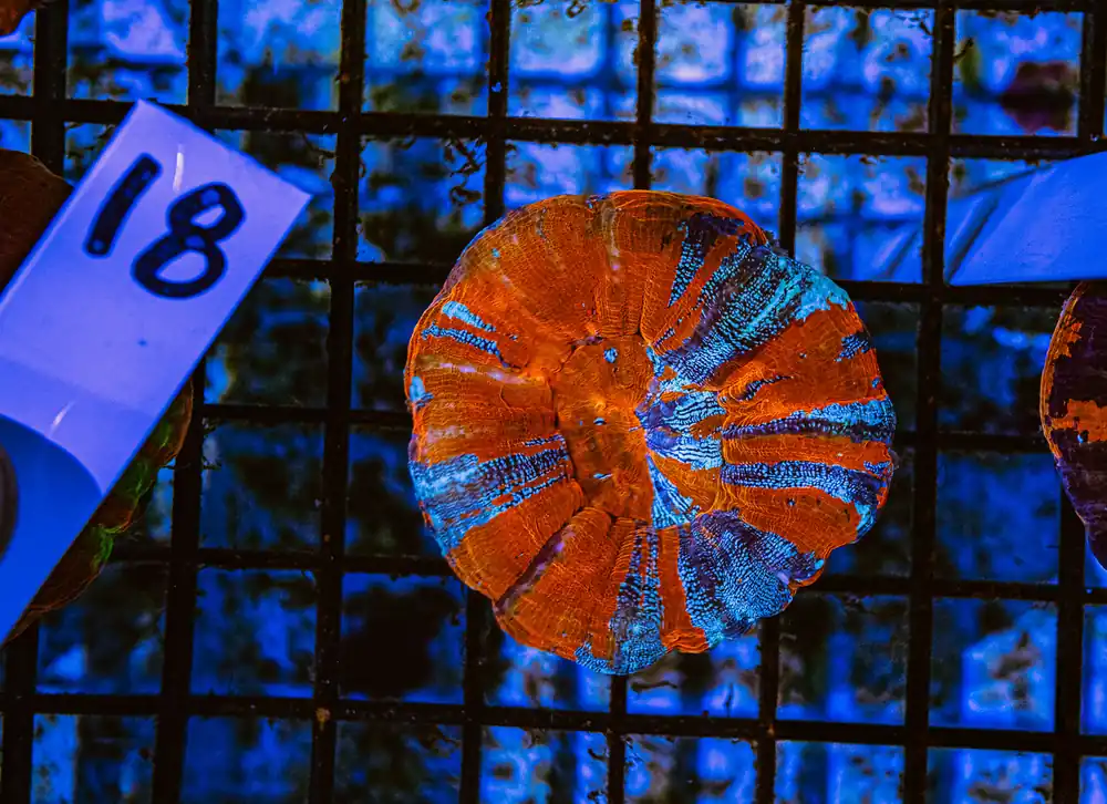 Ultra Orange & Electric Blue Stripe Scoly (Scolymia sp.) - Squeaky's Aquatics