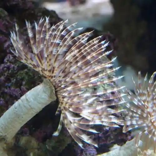 Feather Duster (Sabellastarte sp.) - Squeaky's Aquatics