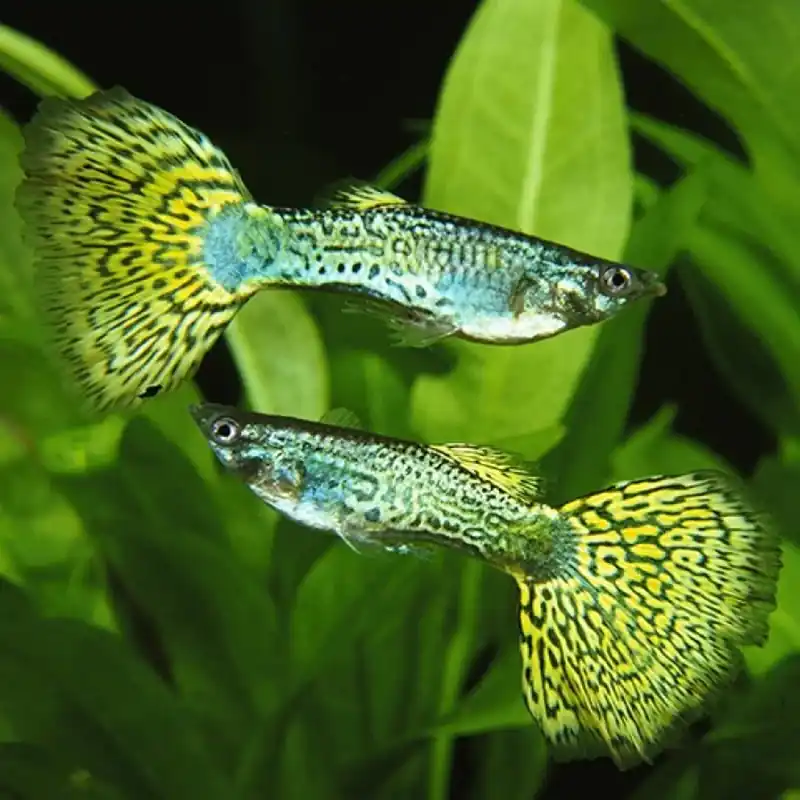 Metal Head Green Guppy - Male (Poecilia reticulata)