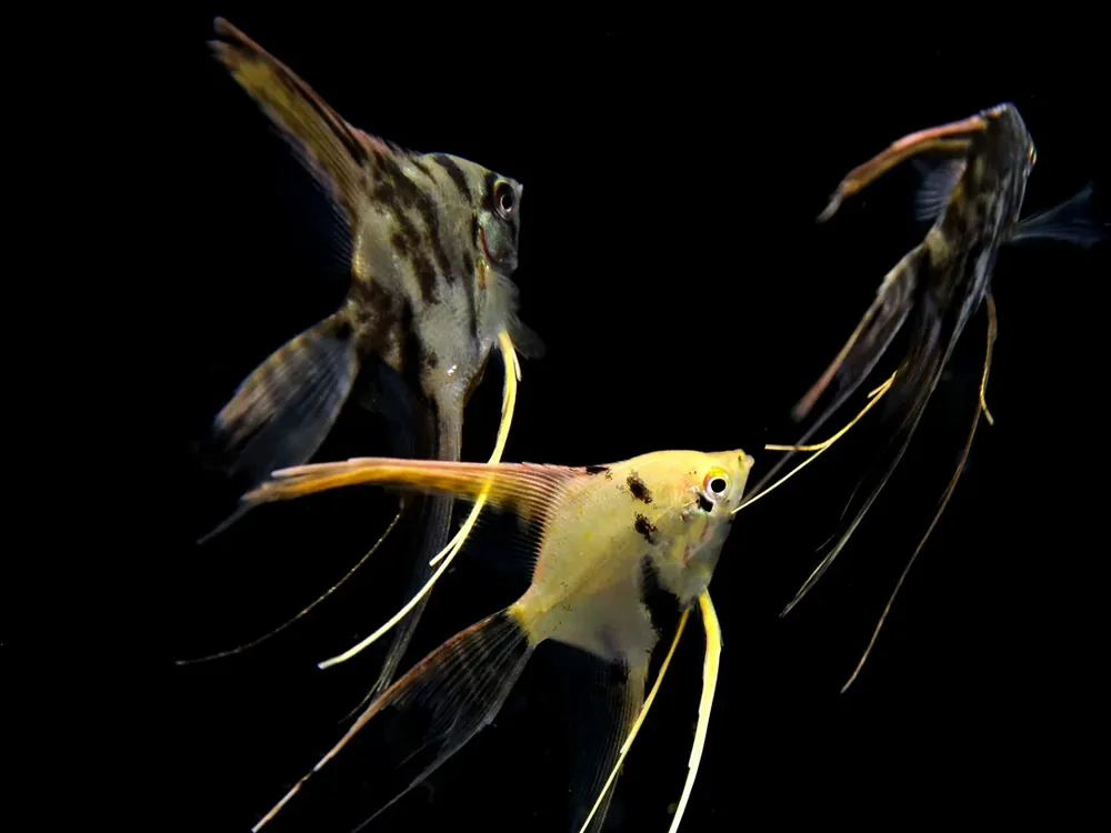 Mixed Veil Angelfish (Pterophyllum scalare) - Squeaky's Aquatics