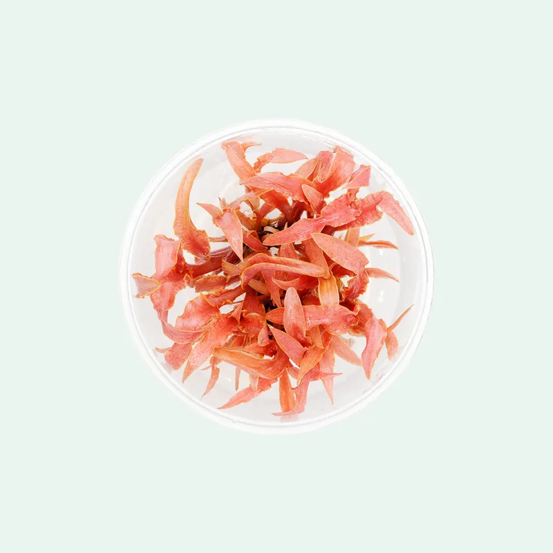 Cryptocoryne "Flamingo" Cup - Squeaky's Aquatics