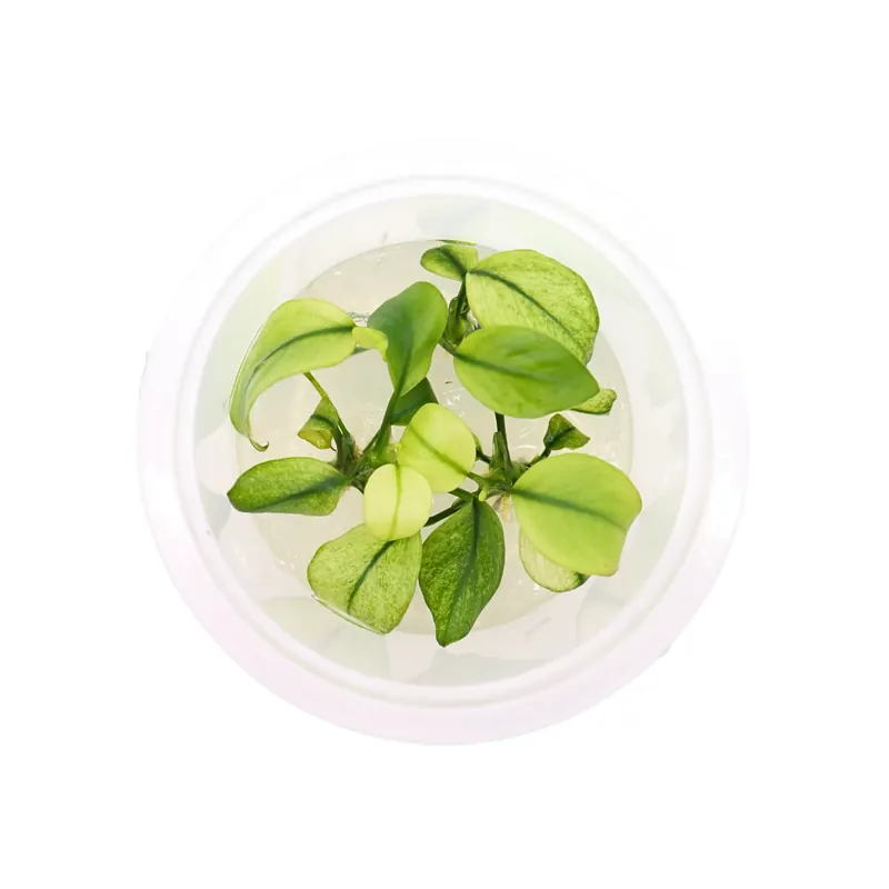 Anubias pinto Cup - Squeaky's Aquatics