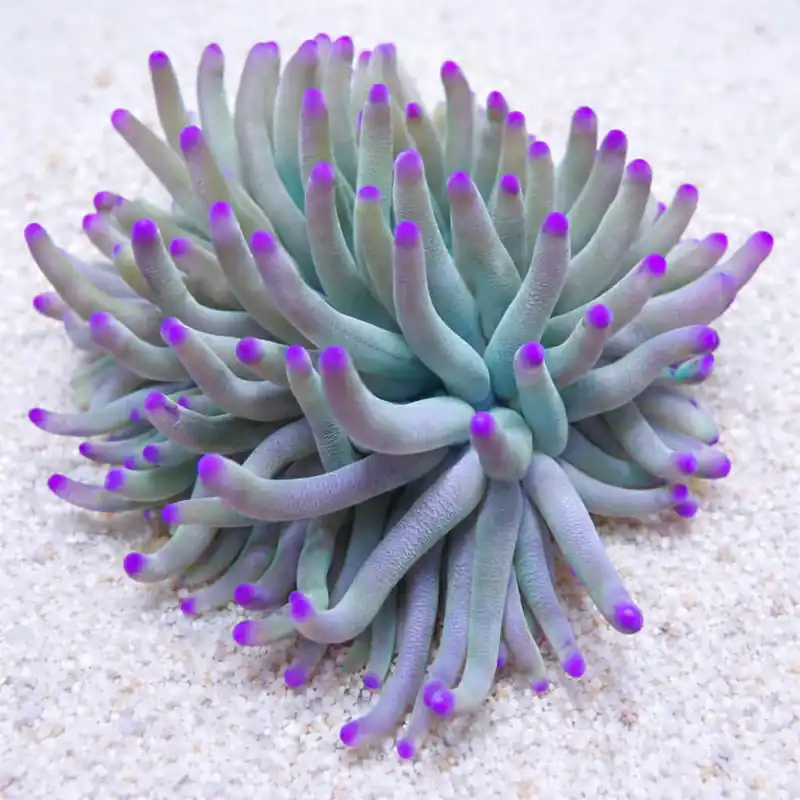 Purple Tip Anemone (Condylactis gigantea) - Squeaky's Aquatics