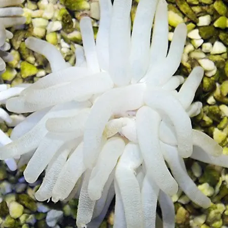 Condylactis Anemone (Condylactis gigantea) - Squeaky's Aquatics