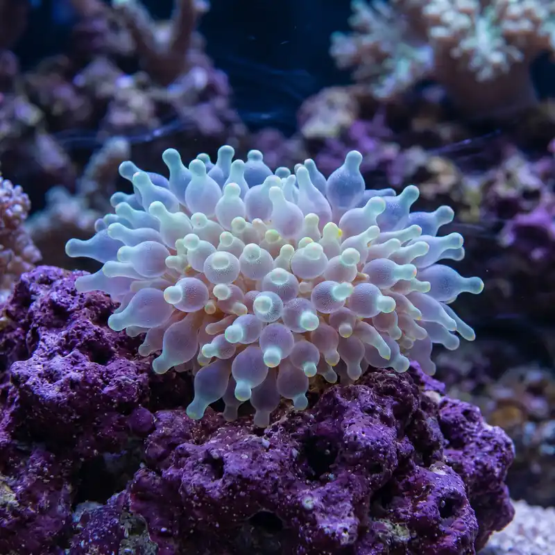 Snowflake Bulb Anemone (Entacmaea quadricolor) - Squeaky's Aquatics