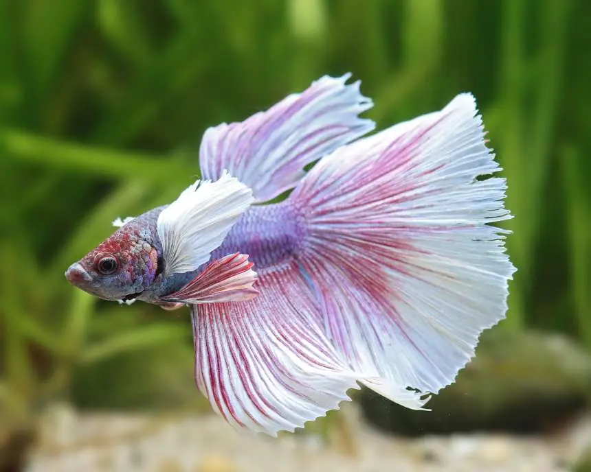 Super Dumbo Ear Delta Male Betta (Betta splendens) - Squeaky's Aquatics
