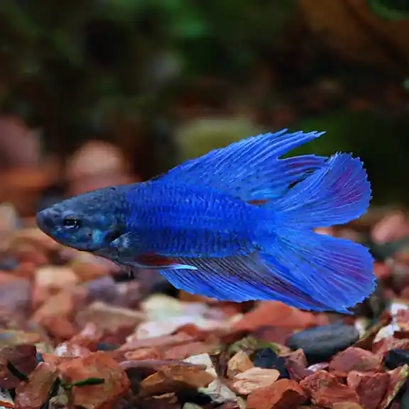 Double Tail Male Betta (Betta splendens) - Squeaky's Aquatics