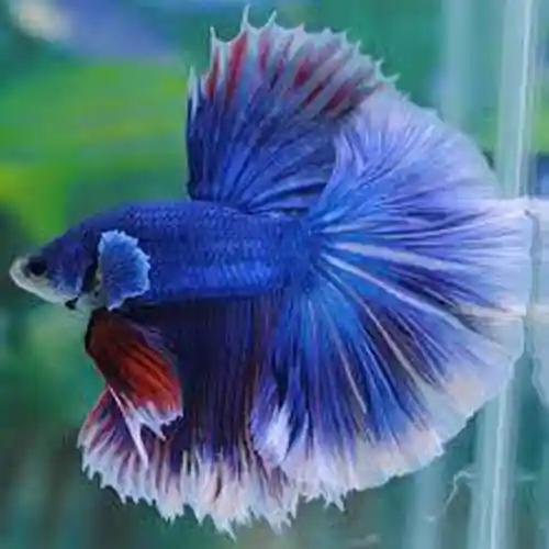 Halfmoon Butterfly Male Betta (Betta splendens) - Squeaky's Aquatics