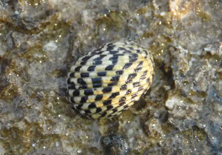 Saltwater Nerite Snail (Nerita sp.) - Squeaky's Aquatics