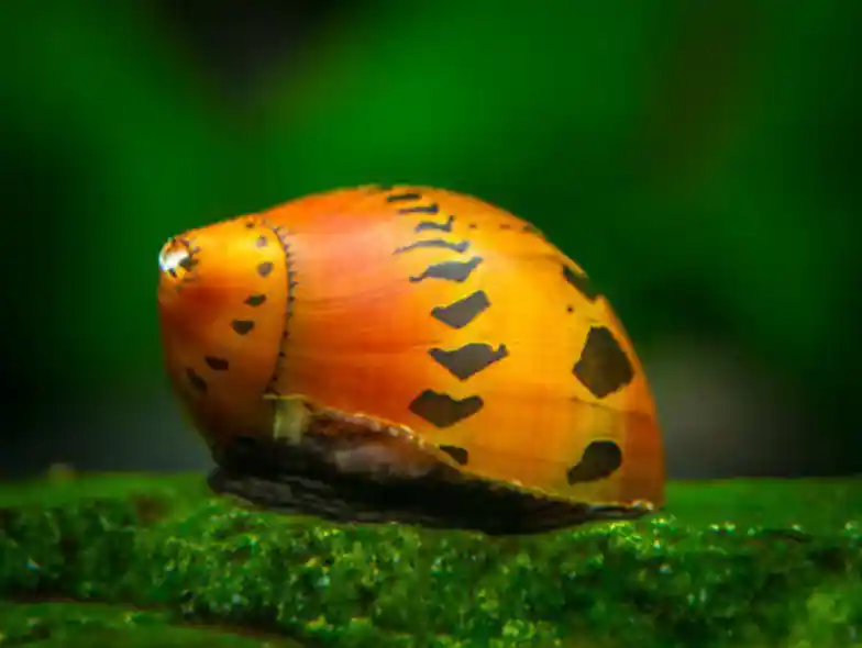 Racetrack Nerite Snail (Vittina sp.) - Squeaky's Aquatics