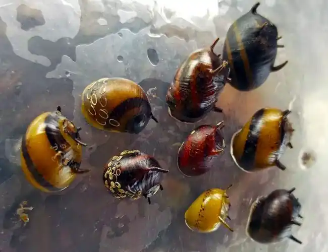 Spiky Nerite Snail (Clithon sp.) - Squeaky's Aquatics