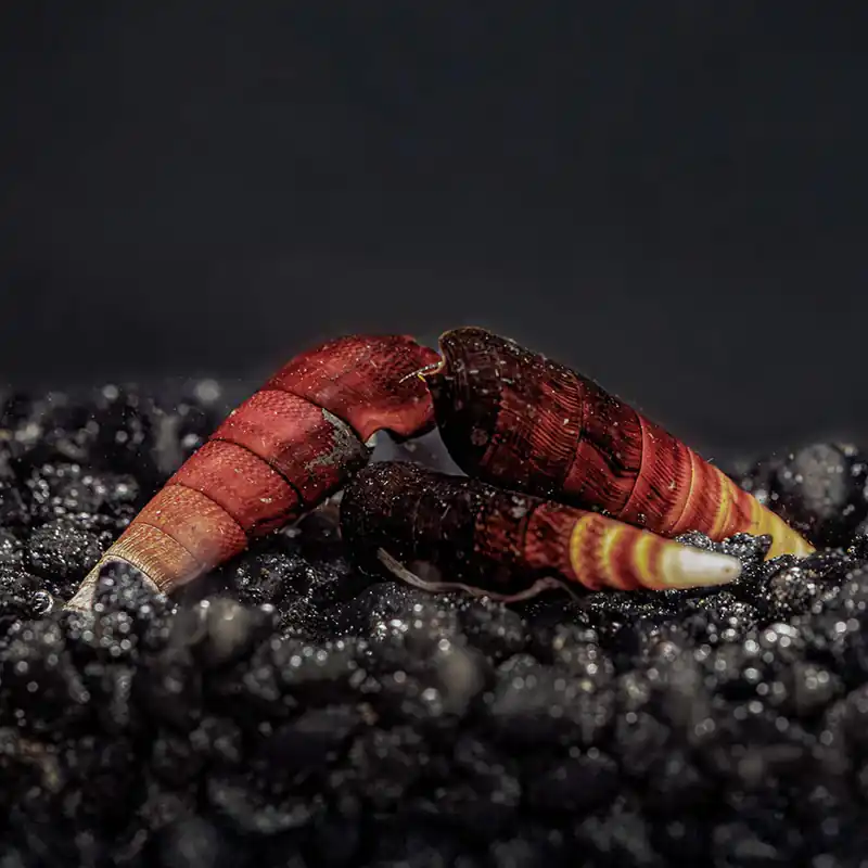 Blue Rabbit Snail (Tylomelania sp.) - Squeaky's Aquatics