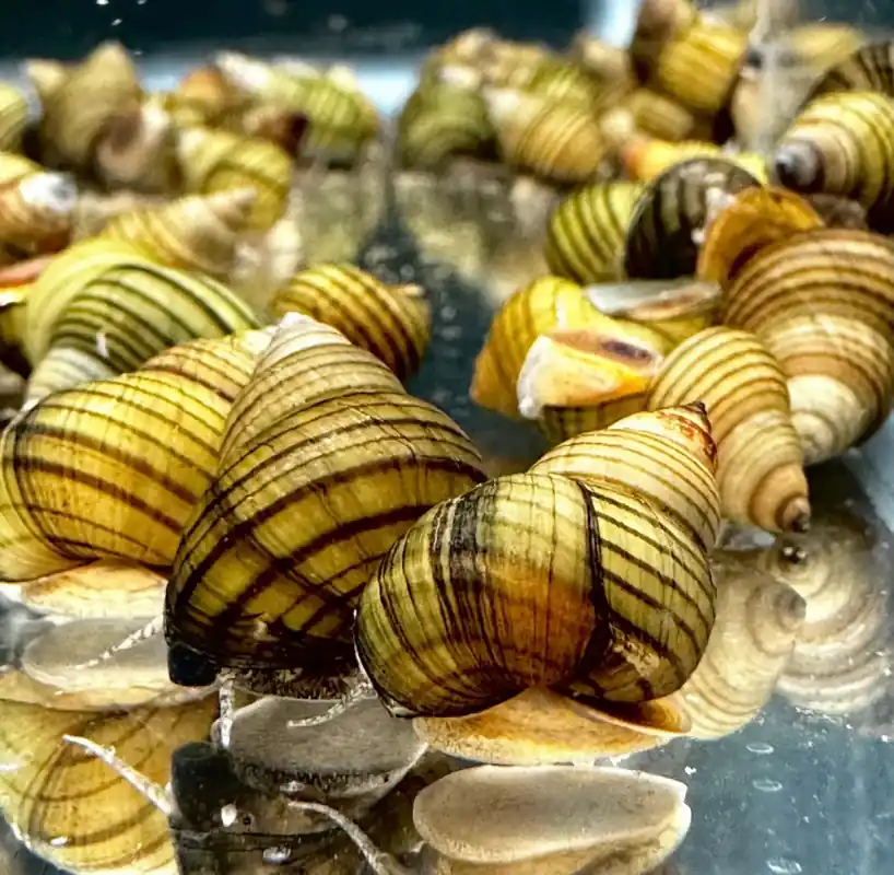 Striped Wizard Snail (Filopaludina sumatrensis) - Squeaky's Aquatics