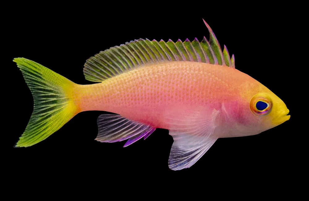 Resplendent Anthias (Pseudanthias pulcherrimus) - Squeaky's Aquatics