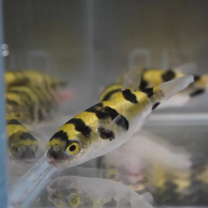 Amazon Puffer (Colomesus asellus) - Squeaky's Aquatics