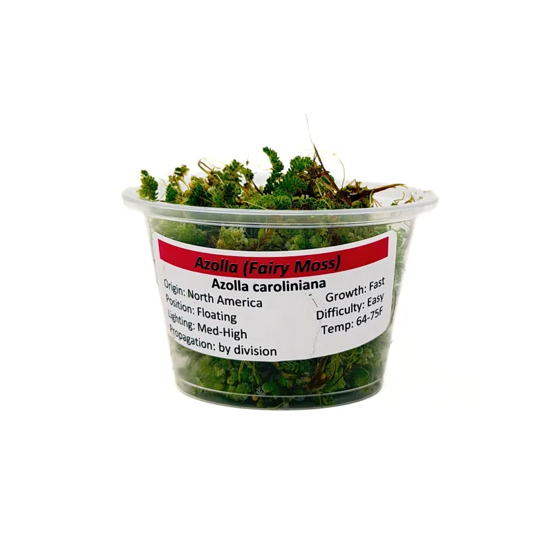 Azolla (Azolla caroliniana) - Squeaky's Aquatics