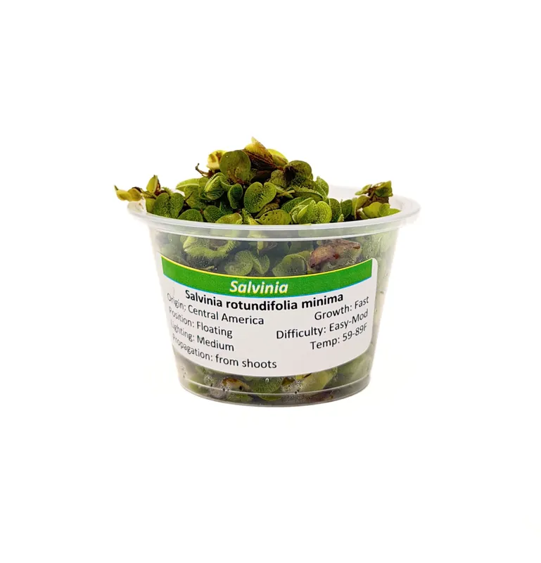 Salvinia (Salvinia minima) - Squeaky's Aquatics