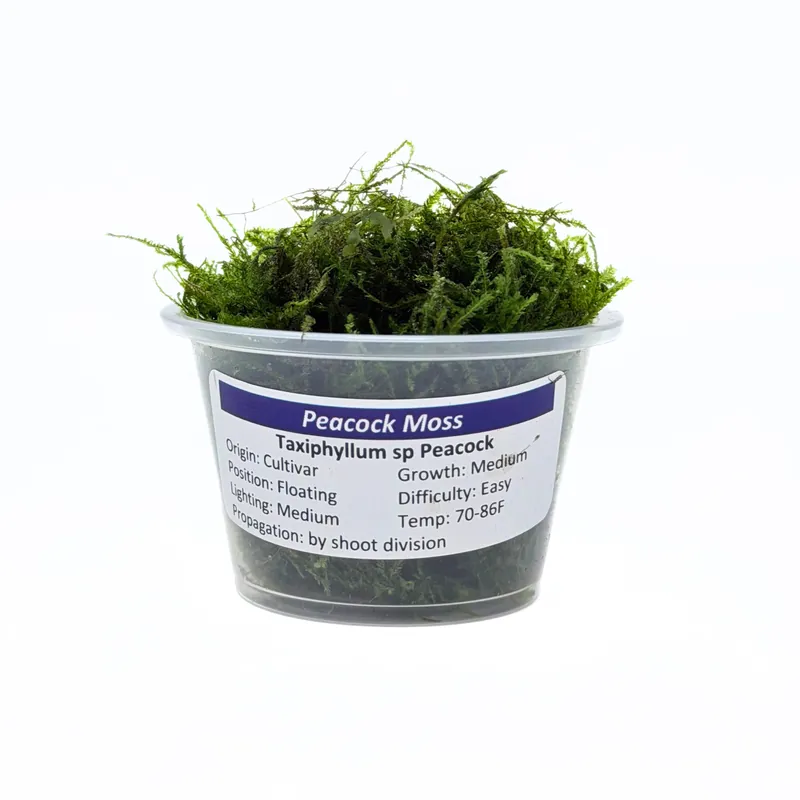 Peacock Moss (Taxiphyllum sp. 'Peacock') - Squeaky's Aquatics