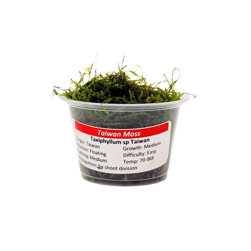 Taiwan Moss (Taxiphyllum alternans) - Squeaky's Aquatics