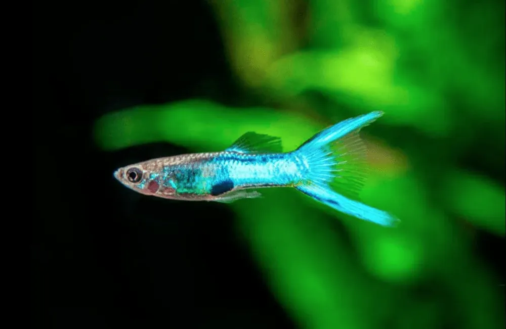 Royal Blue Endler (Poecilia wingei) - Squeaky's Aquatics