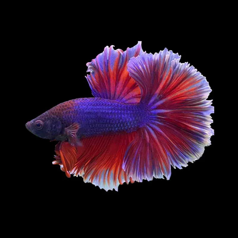Tricolor Halfmoon Male Betta (Betta splendens) - Squeaky's Aquatics