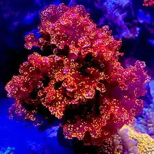 Atomic Broccoli Macro Algae (Augophyllum wysorii) - Eye Catching Coral
