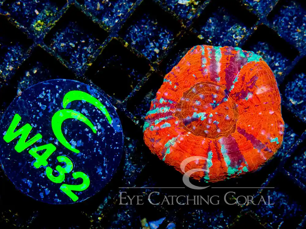 Aussie Warpaint Scoly (Scolymia sp.) - Eye Catching Coral