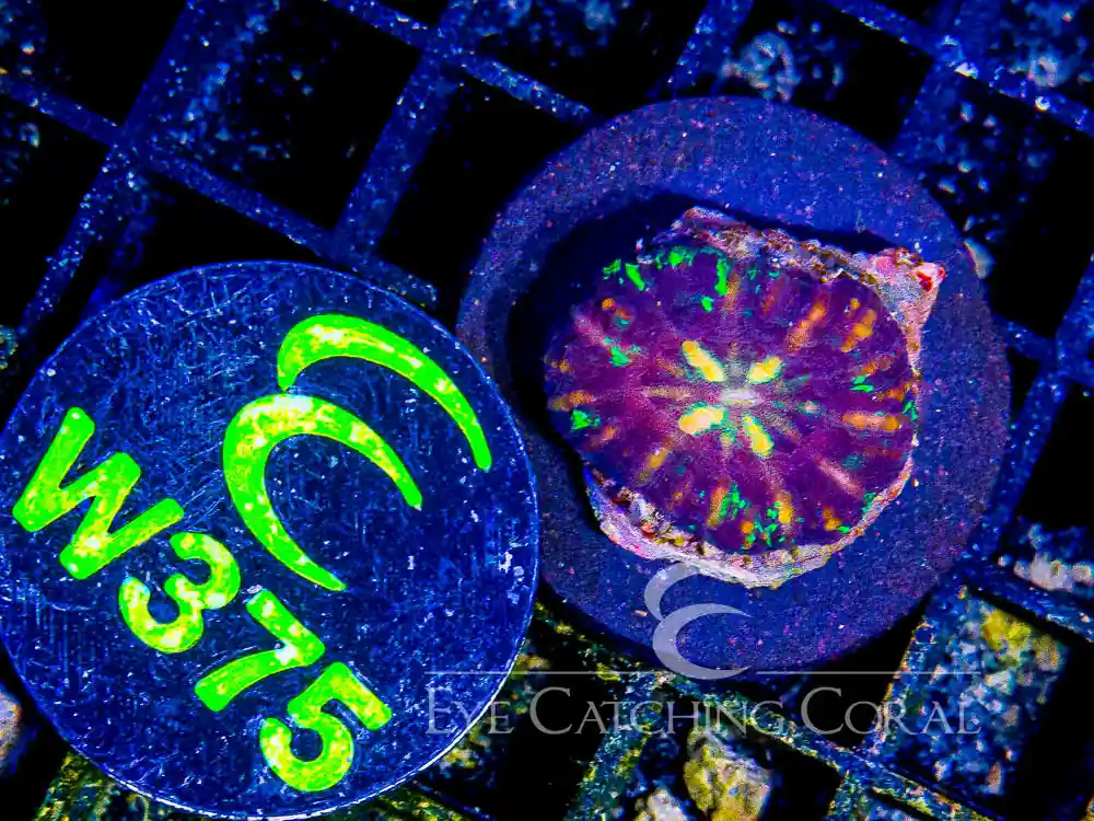 Aussie Mini Scoly (Scolymia sp.) - Eye Catching Coral