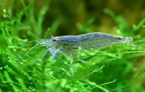 Amano Shrimp (Caridina multidentata) - Squeaky's Aquatics