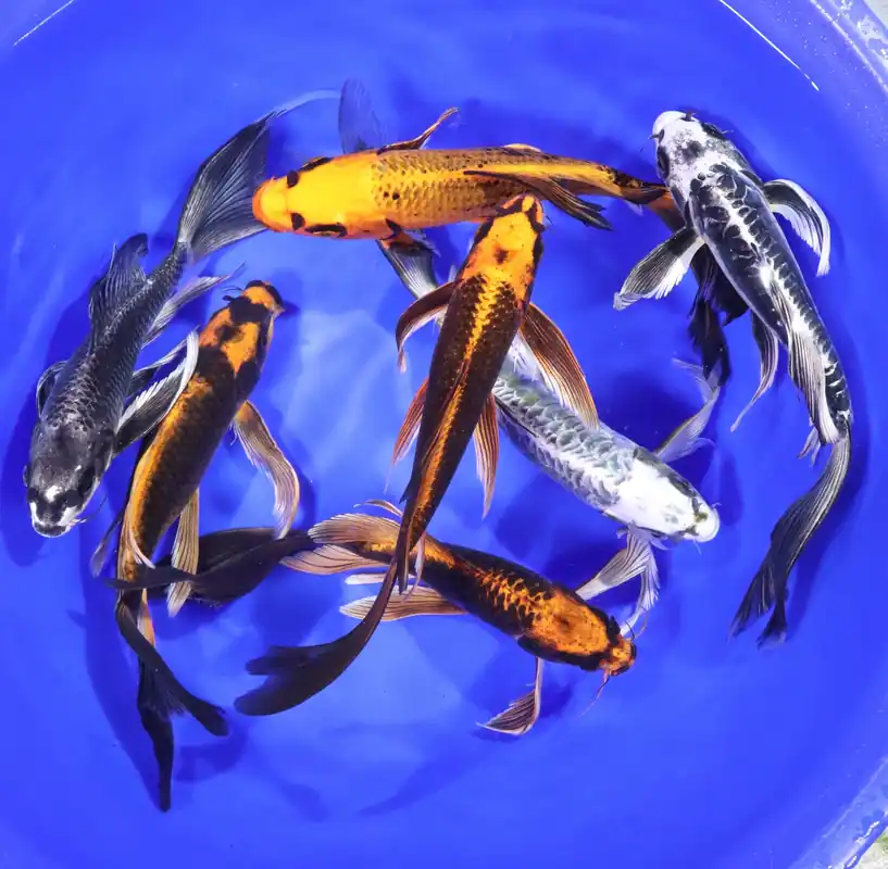 Butterfly Koi Premium Grade (Cyprinus rubrofuscus) - Squeaky's Aquatics