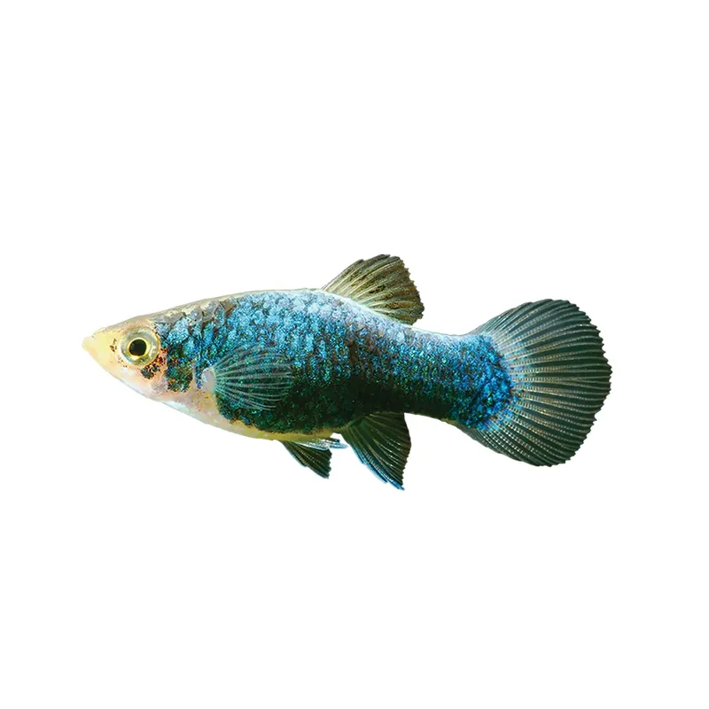 Green Lantern Platy (Xiphophorus maculatus) - Squeaky's Aquatics