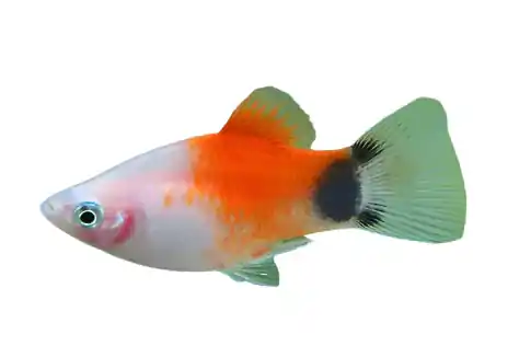 Silver Redtop Mickey Mouse Platy (Xiphophorus maculatus) - Squeaky's Aquatics