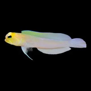 Yellowhead Jawfish (Opistognathus aurifrons) - Squeaky's Aquatics