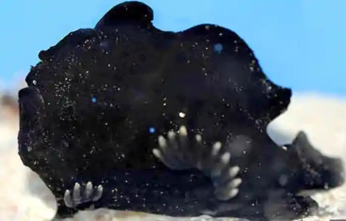 Black Angler - Coral's Coral