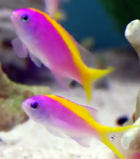 Yellowback Anthias Female - Coral's Coral