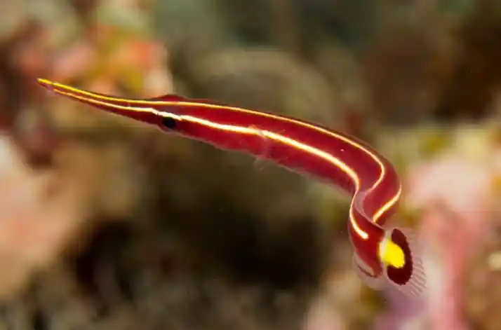 Yellow Striped Clingfish Goby - Coral's Coral