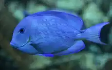 Atlantic Blue Tang - Coral's Coral