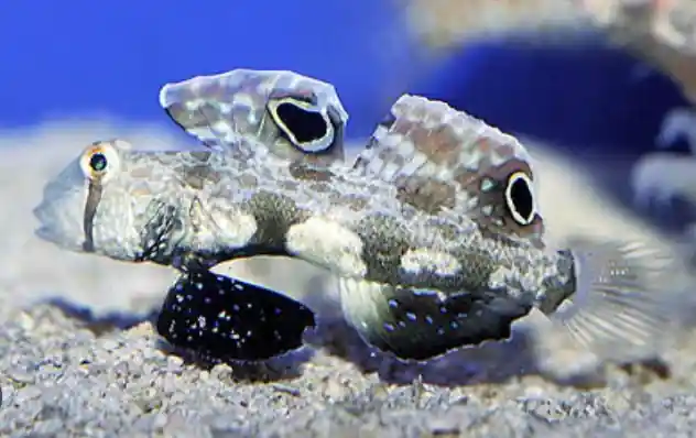 Twin Spot Goby - Coral's Coral