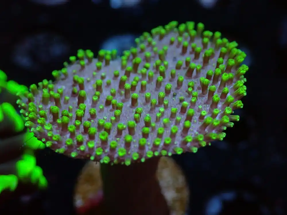 7/3/24 CSC Purple Base Green Polyp Toadstool ended - Coral's Coral Live