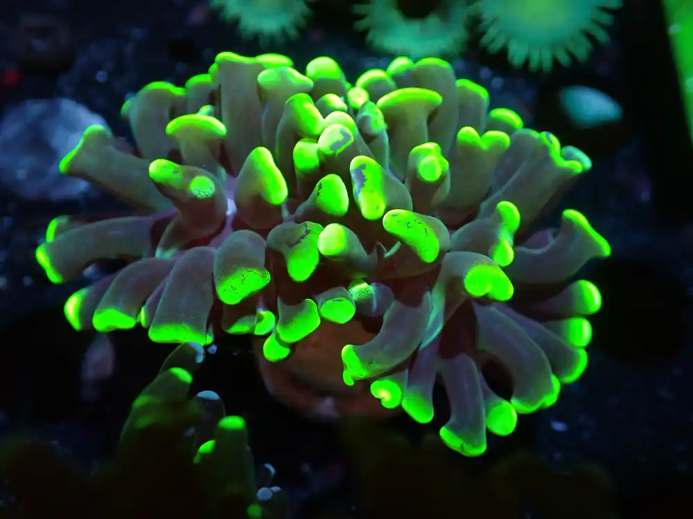 7/3/24 CSC Splatter Hammer 2H ended - Coral's Coral Live
