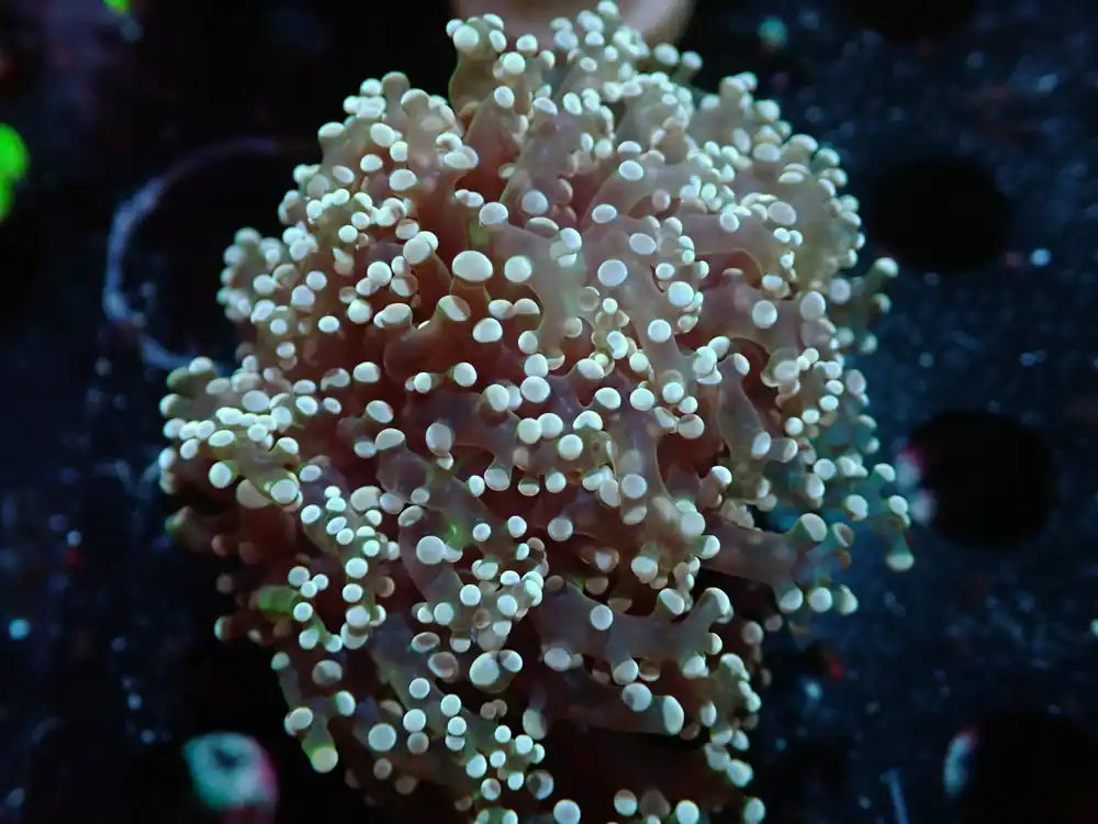 7/3/24 CSC Pink Octospawn ended - Coral's Coral Live