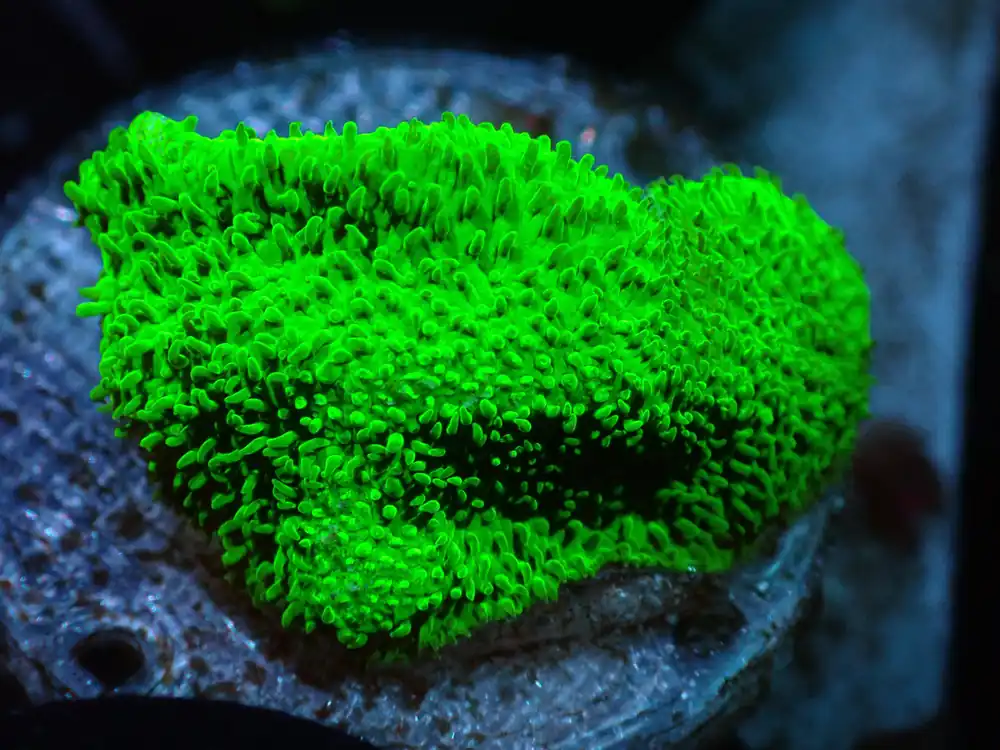 7/3/24 CSC Neon Green Psammocora ended - Coral's Coral Live