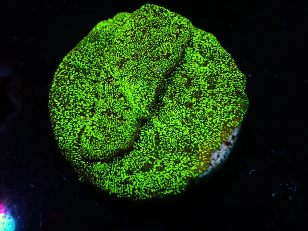 7/3/24 CSC Sun God Lepto ended - Coral's Coral Live